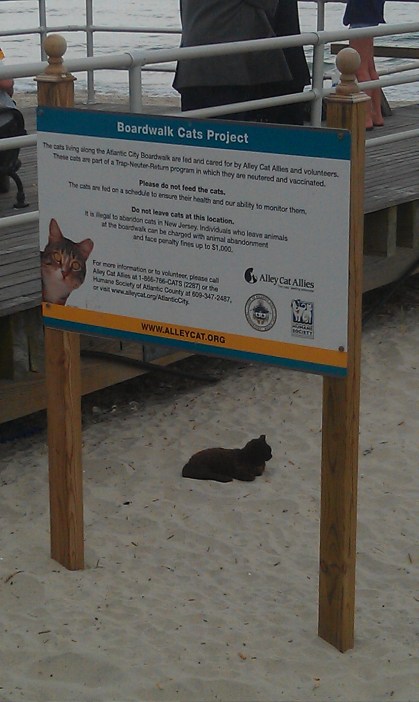 Homeless cat project Atlantic City
